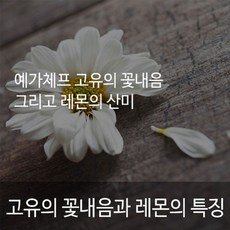 grn클린밸런스효소톡레몬맛