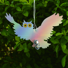 호랑나비애벌레먹이