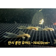 노란 안시 롱핀 L-144(유어)3cm~ 3마리 청소물고기, 1개