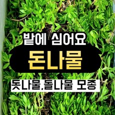 돌나물 모종 1.5kg 돗나물 돈나물 뿌리