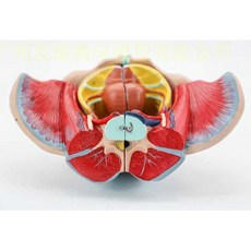 여성골반모형 인체모형 생식기관 혈관 신경근 산부인과