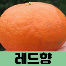 코코트리 [귤나무], 1개, 레드향 5치화분