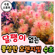 수초스토어 TOP01