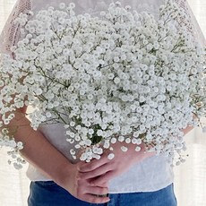 오후의꽃 안개꽃 한단 꽃다발 셀프웨딩 부케 꽃배달 싼곳