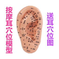 신체수혈 위치모형도 안마시술 추나반사구 중의학학습 손초청혈 위치모형 교육 한의원 혈위치, E + 1개