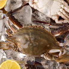 [벌크맛남] 선별100% 벌크 급냉 숫꽃게 총10kg 소(게장/해물찜/탕용), 1개