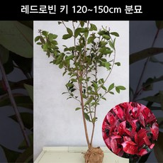 홍가시나무 레드로빈 키120cm ~ 150cm 분묘 상록수 울타리용 조경수 묘목 화분, 1개