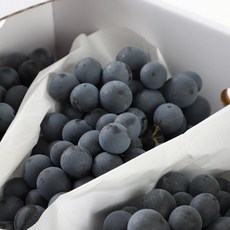 [오감프룻] 프리미엄 꿀당도 가을제철 경산 머루포도(MBA), 1개, 상품 머루포도2kg[3-5수]