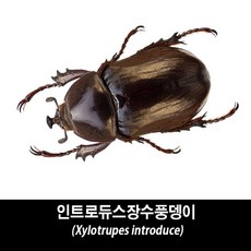인트로듀스장수풍뎅이표본-Xylotrupes introduce, 소형수컷한개체, 1개