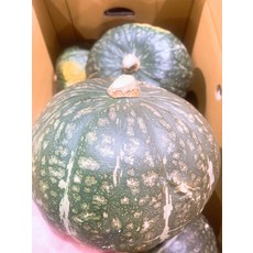 제주도 보통 사이즈 밤호박 단호박, 5KG, 1개