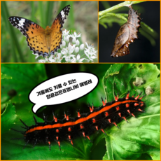 암끝검은표범나비 애벌레 키우기 / 나비 애벌레 관찰세트 / 관찰용 나비애벌레 키우기, 없음, 1개