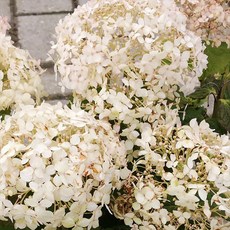 인크레더블수국