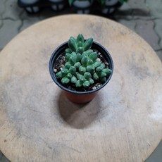 천대전송