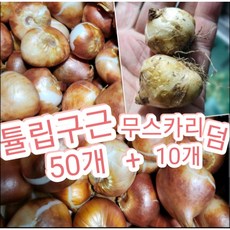  튤립구근 50개묶음+무스카리구근 덤10개/올해 신상품으로 출고해드려요^^ 