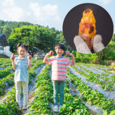 먹사부 산지직송 [프리미엄] 베니하루카 햇고구마 꿀고구마 호박고구마 밤 세척 비세척 황토 3kg 5kg 10kg 키로 한입 소 중 특상 대