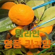 [원라마켓]제주 만감류 고당도 카라향 혼합과