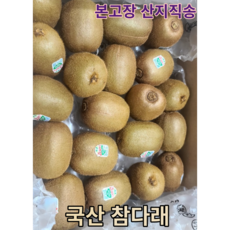  [고당도/산지직송] 새콤달콤 국산 참다래 1kg 싱그러운 당일수확 빠른배송 그린키위 키위 토종다래 그린키위제스프리 참다래골드키위 제스프리그린키위, 1개 