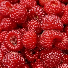[감동] (급냉) 국내산 산딸기 1kg 1개