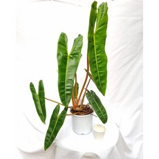 필로덴드론빌리에티에