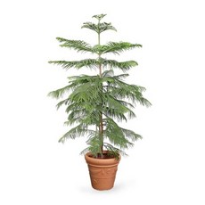 아라우카리아대형