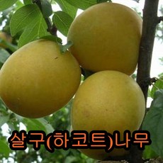 살구(하코트)나무접목1년특묘 나무 묘목 살구나무