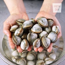[단골농장] 서해안 고창 갯벌 해감된 동죽 조개 물총조개 9kg, 1개