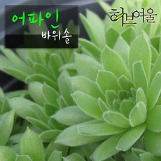 [허브여울바위솔] 어파인 (바위솔/노지월동) 지름 9cm 소품 다육화분, 3개