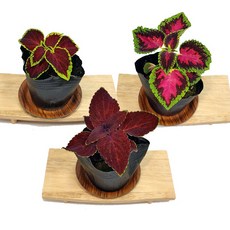 꽃모종 콜레우스 4치포트 전원주택조경 실외조경 화단꾸미기 카페꾸미기 실내공기정화식물