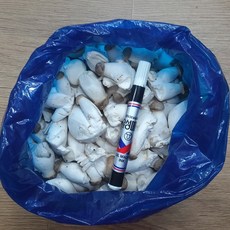 농장직송 손질 느타리버섯 새송이버섯 경남 의령 당일수확발송, 1박스, 새송이버섯 꼬마1 2kg
