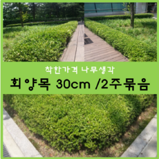 착한가격 나무생각 회양목 30센치 2주묶음