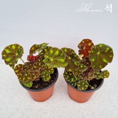 베고니아키우기