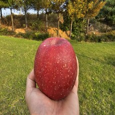 부사사과 문경감홍사과 못난이사과 사과, 1박스, 3kg, 정말 맛있는 못난이 부사 사과(중소과)