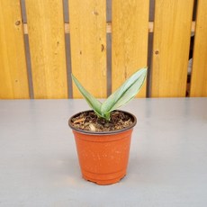 스킨답서스트루비