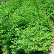 묘목/메타세쿼이아 [ 실생 1년 ] 100주 W415