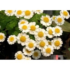 허브(Herb)/채소식물 피버퓨 갈색플라스틱모종 4개 (L0298), 1개