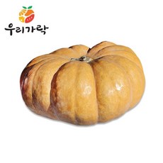 늙은애호박