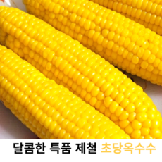 국내산 달콤한 프리미엄 초당옥수수 국산 신선한 햇옥수수 노랑옥수수 생옥수수 고당도 초당옥수수 과일옥수수 햇노랑 초당옥수수, 껍질 채 15개