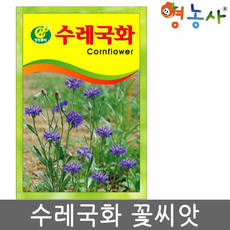 수레국화씨앗 수레국화씨 국화씨 국화씨앗 꽃씨, 수레국화