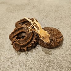 도마뱀 탈피 쿠키, 4번, 1개, 버터
