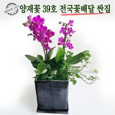 영전화분