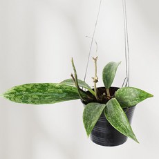 희귀호야