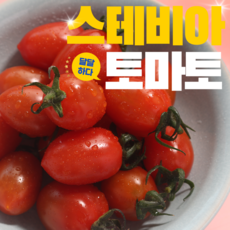 토망고 스테비아토마토 망고토마토 샤인마토 단마토 단토마토 스테비아완숙토마토 방울토마토 500g 1kg 2kg 4kg, 스테비아방울토마토 (500g) 4팩, 4개