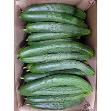 못난이취청오이