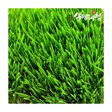 영양만점 무농약 새싹보리 500g, ONE COLOR, ONE SIZE