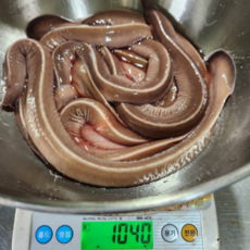 생물 꼼장어 1kg 구이 양념 먹장어, 부산 당일손질 꼼장어 600g(원물1kg), 1개
