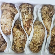 [더조은푸드] 중국 자연산 송이버섯 1kg 특픔~가정용 (등급선택), 1박스, 송이버섯 특품 12-18개입 1kg (10cm이상)
