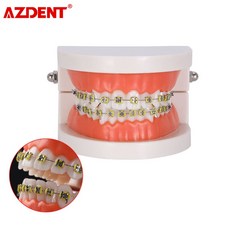 구강교육치아모형대형