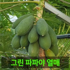 [안동파파야농장]열대 과일 그린파파야 5kg 10kg, 그린파파야 10kg