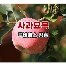 감홍사과묘목 TOP01