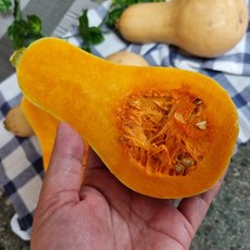 제주산 땅콩호박 버터호박 호리병호박 1.5kg 3kg, 땅콩호박 1.5kg, 1개